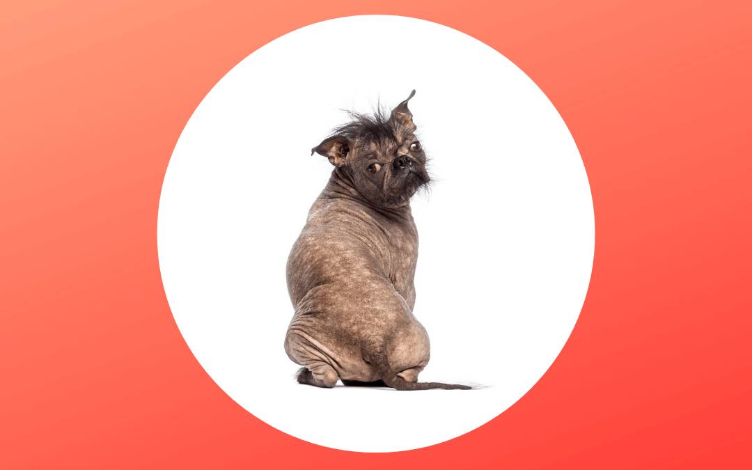 Endocrine Diseases Explained Blog Tableland Vet Service