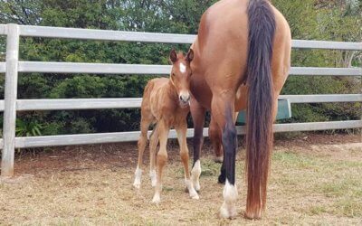 Looking forward to foals? Our top tips for foaling this season!