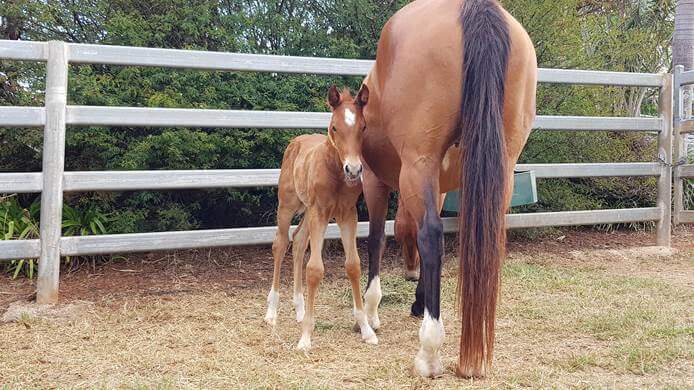 Mare and foal