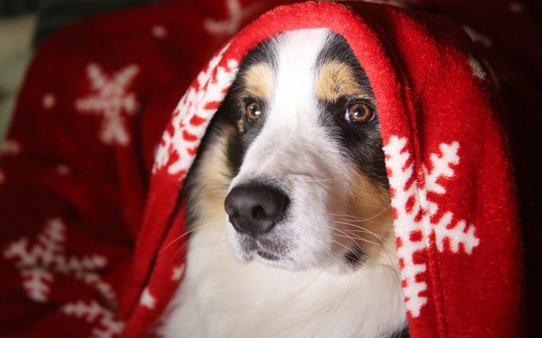 Christmas dog hiding under blanket