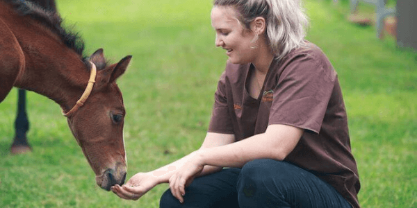 Everything you need to know about breeding your mare