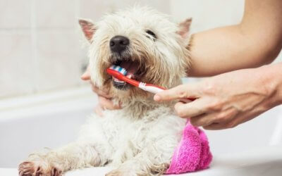 Looking after your pet’s gums at home