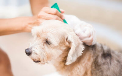 Protecting your pet with vaccinations and flea/tick prevention