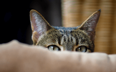 Cat anxiety: Not feline very good!
