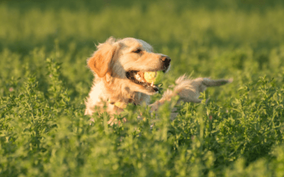 Daily care of your pet’s mouth