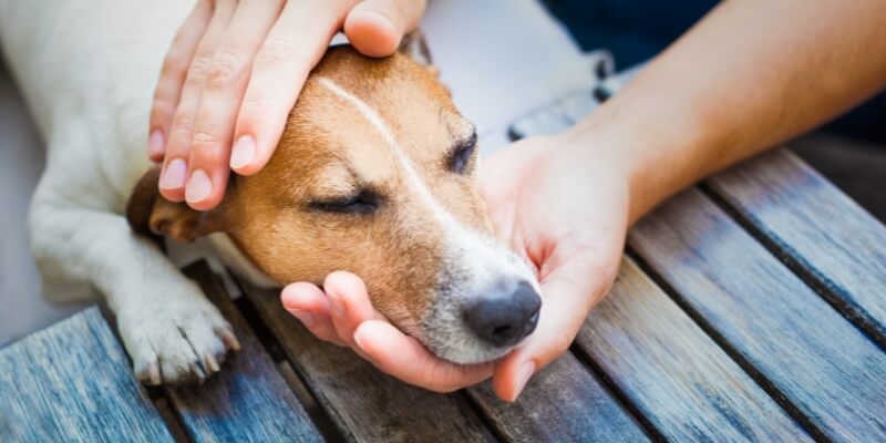 The Do’s and Don’ts of pet unwellness